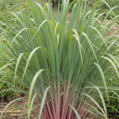 East Indian Lemongrass