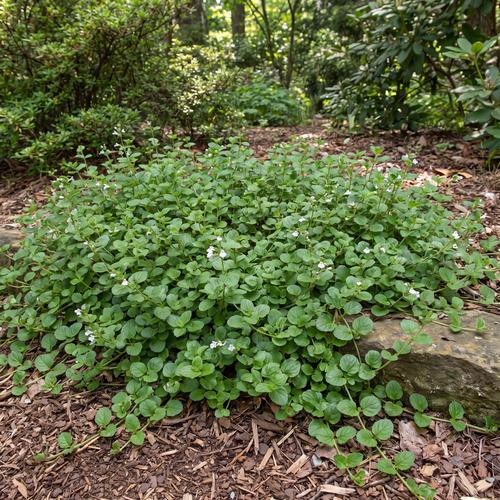 Yerba Buena ("Good Herb")