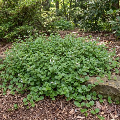 Yerba Buena ("Good Herb")