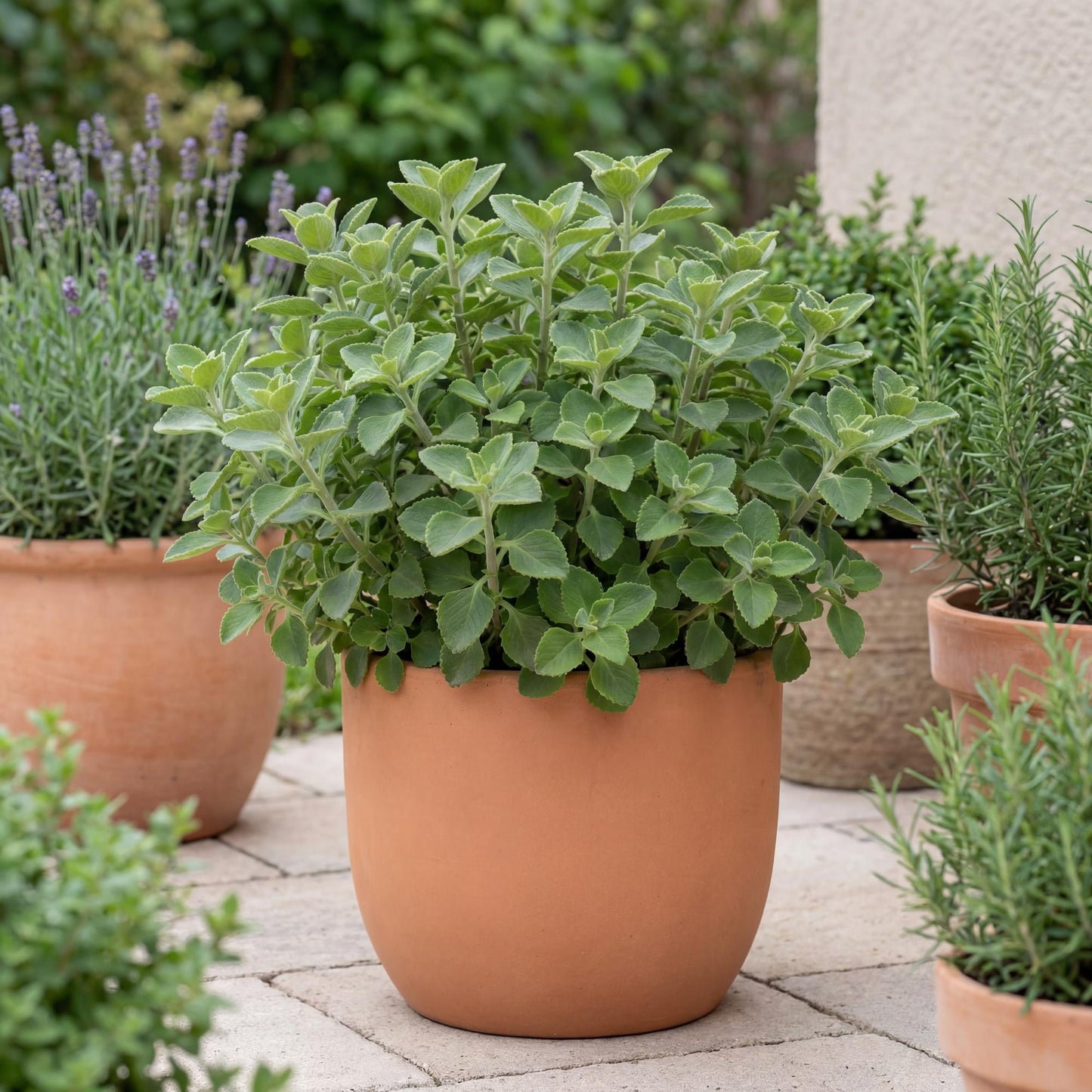 Cuban Oregano