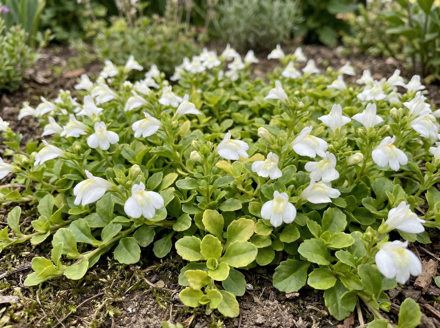 Albus Cupflower