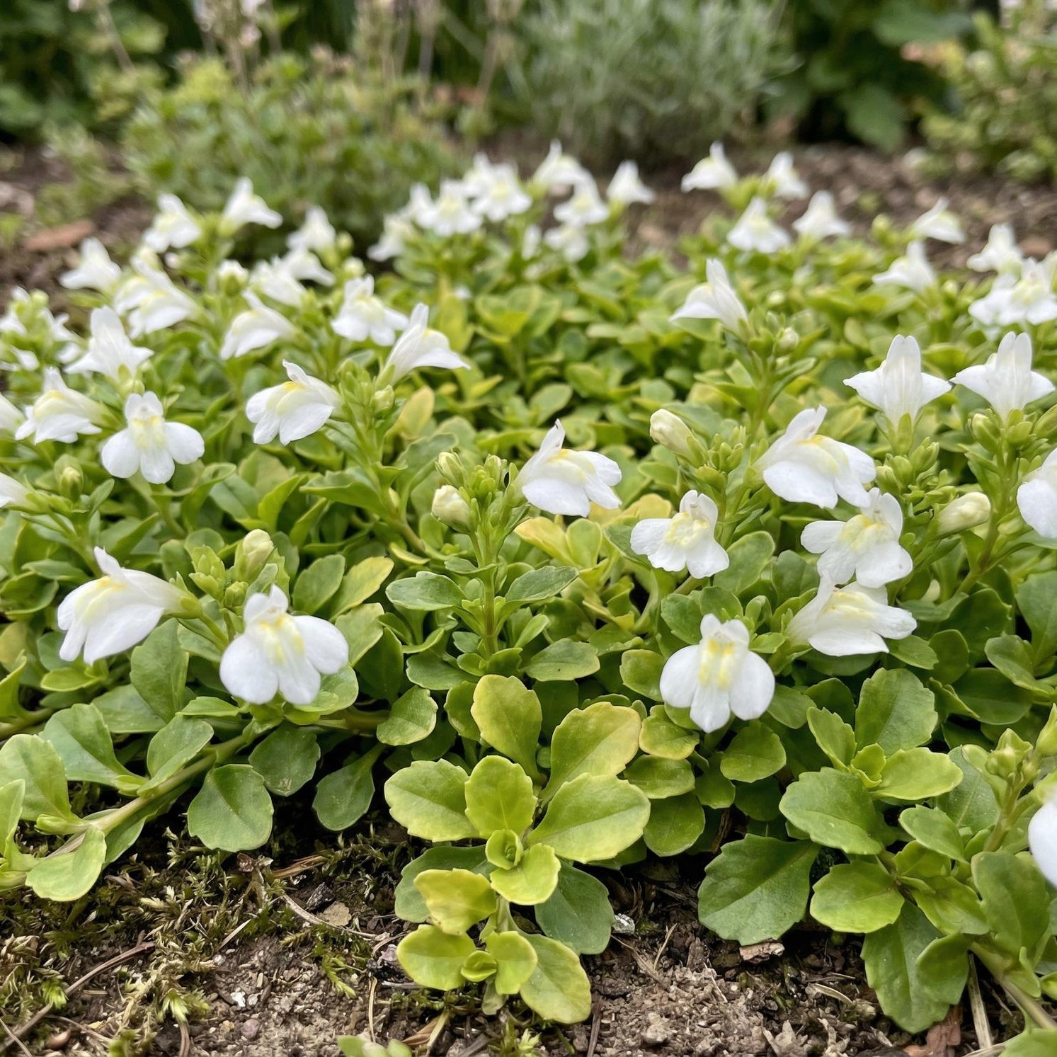 Albus Cupflower in a 4-inch pot, tiny white flowers with yellow-spotted lips on a fast-spreading low mat