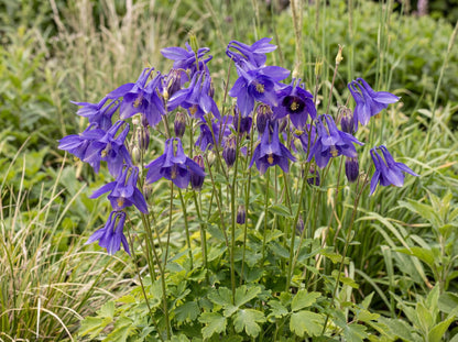 Alpine Blue Columbine