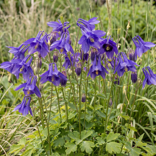 Alpine Blue Columbine
