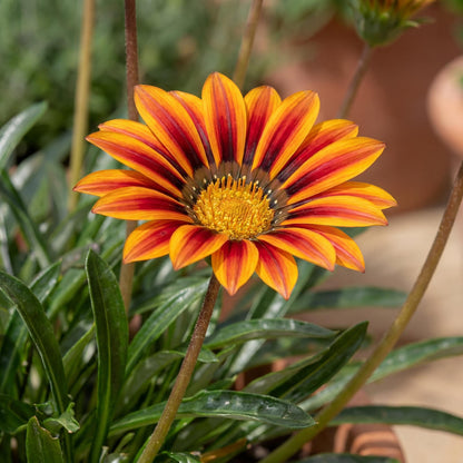 Tikal SunBathers Treasure Flower