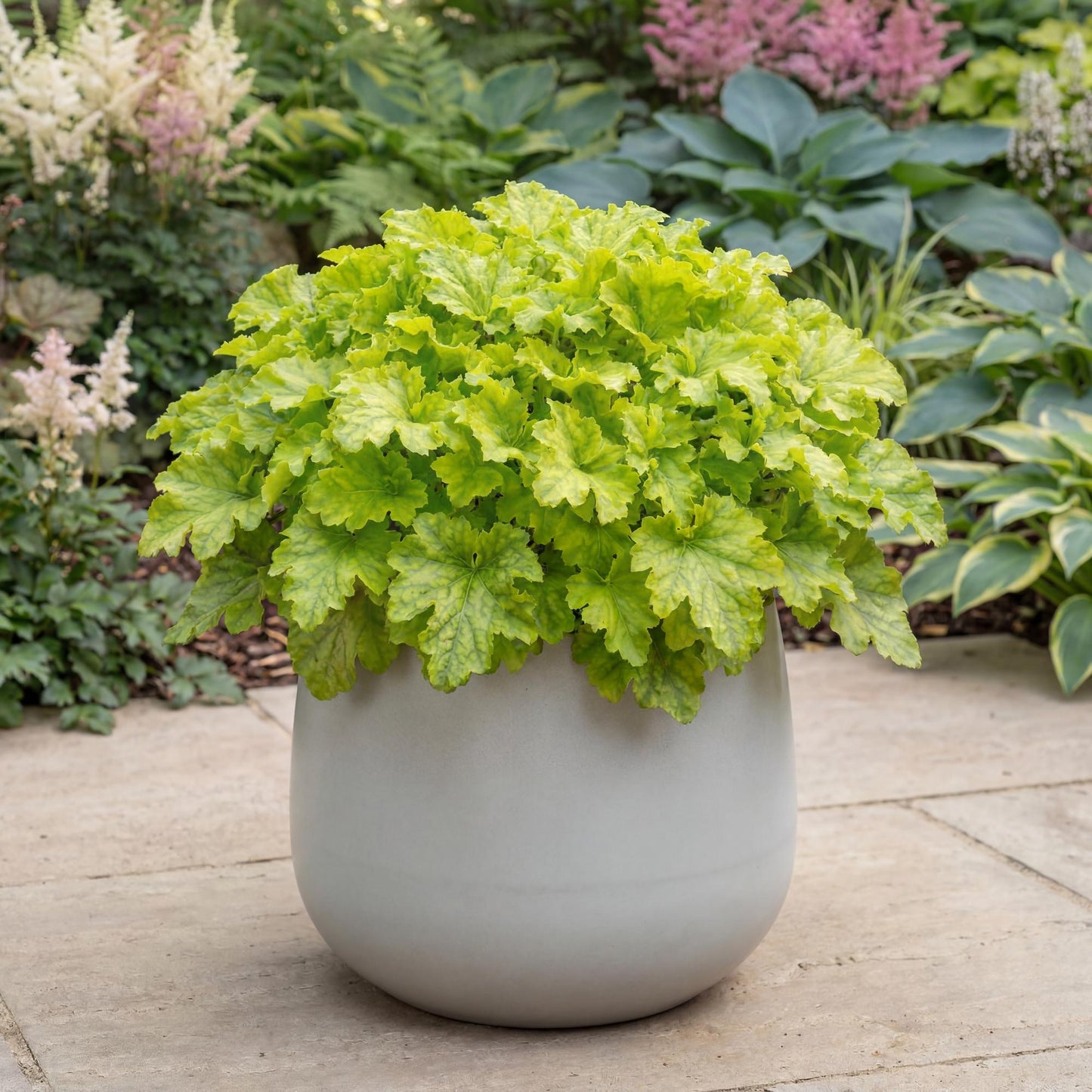Lime Ruffles Heuchera
