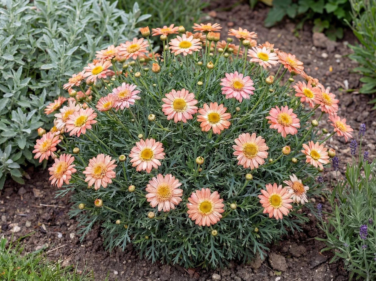 Aramis Apricot Marguerite Daisy