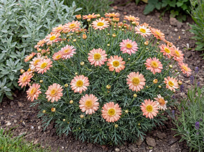 Aramis Apricot Marguerite Daisy