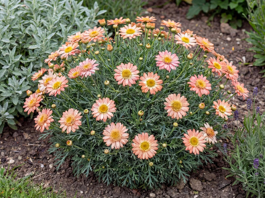Aramis Apricot Marguerite Daisy