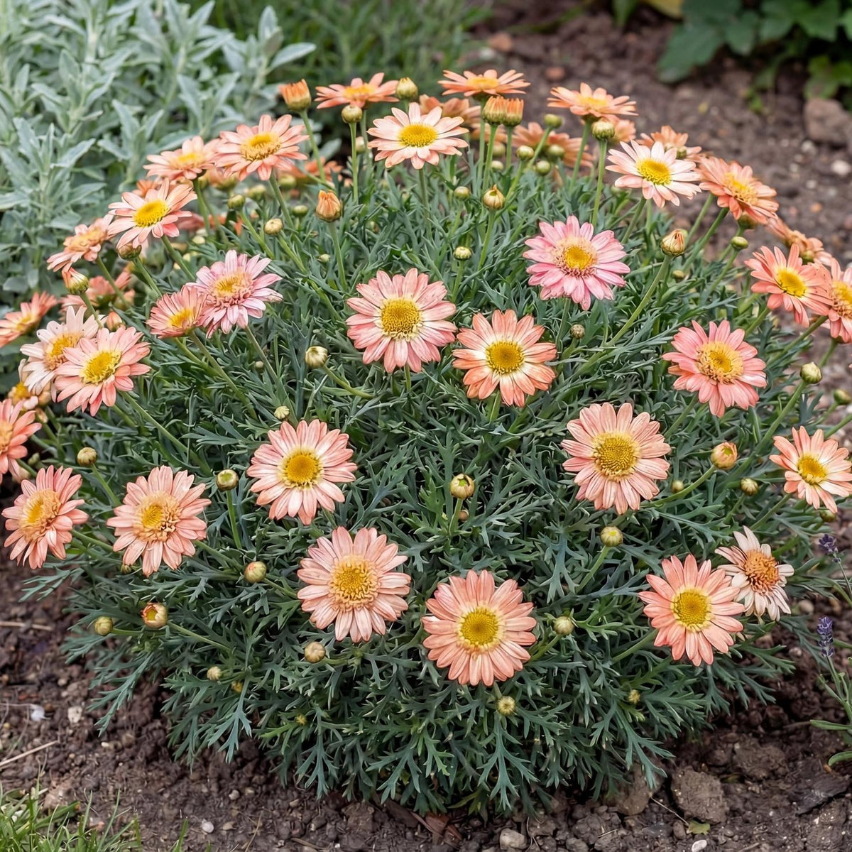 Aramis Apricot Marguerite Daisy