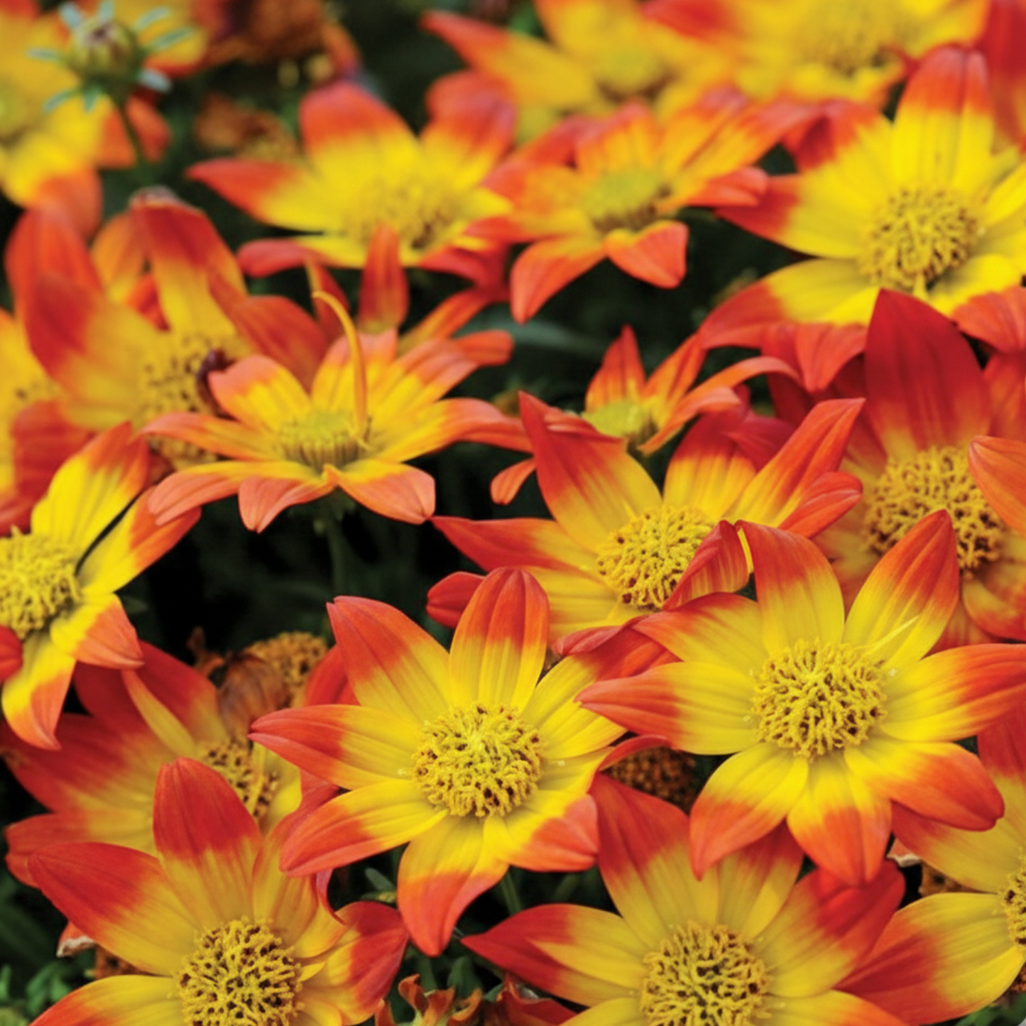 Painted Red Beedance Bidens