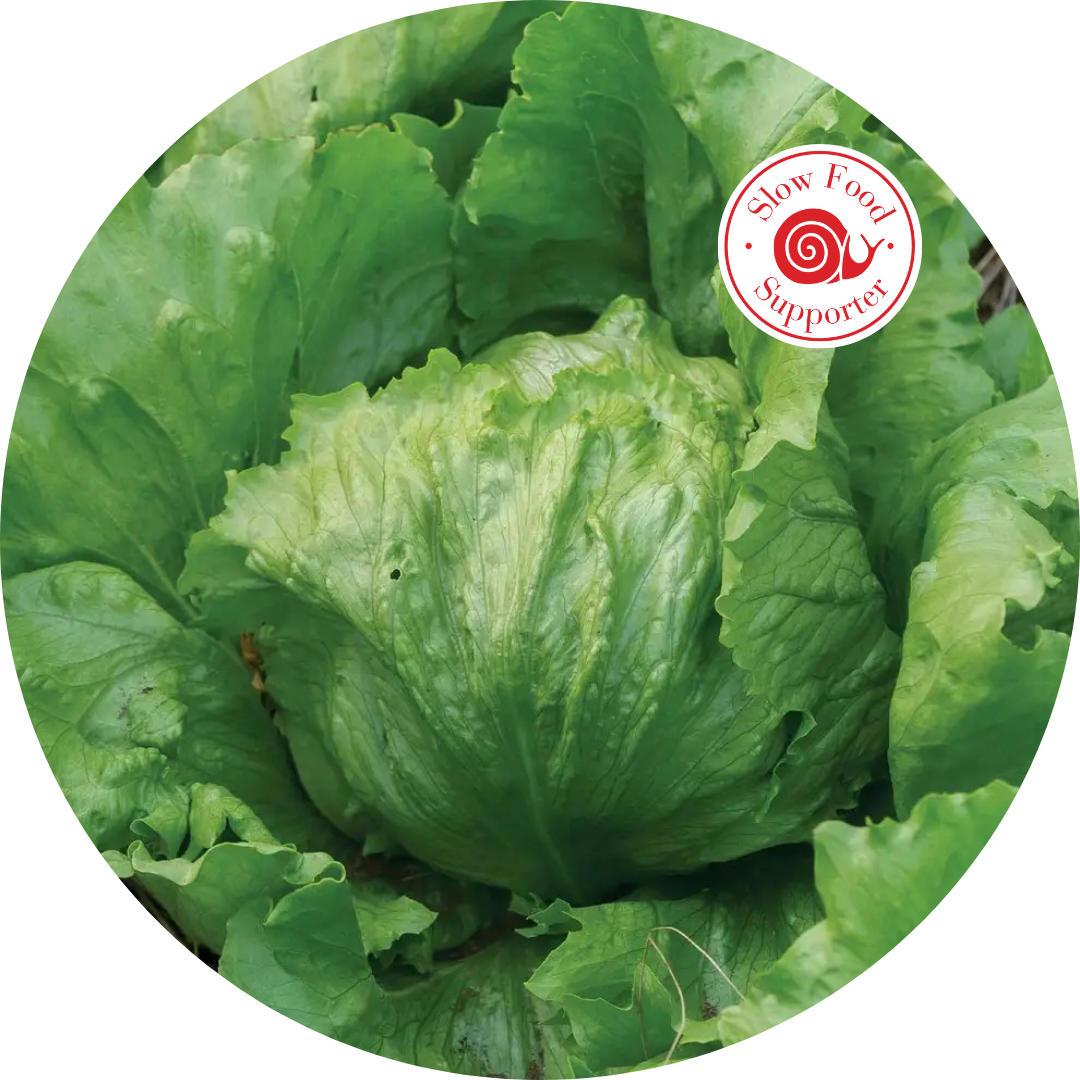Specialty Lettuce 6 Pack Garden Bundle Planted Places specialty-lettuce-6-pack-garden-bundle-planted-places