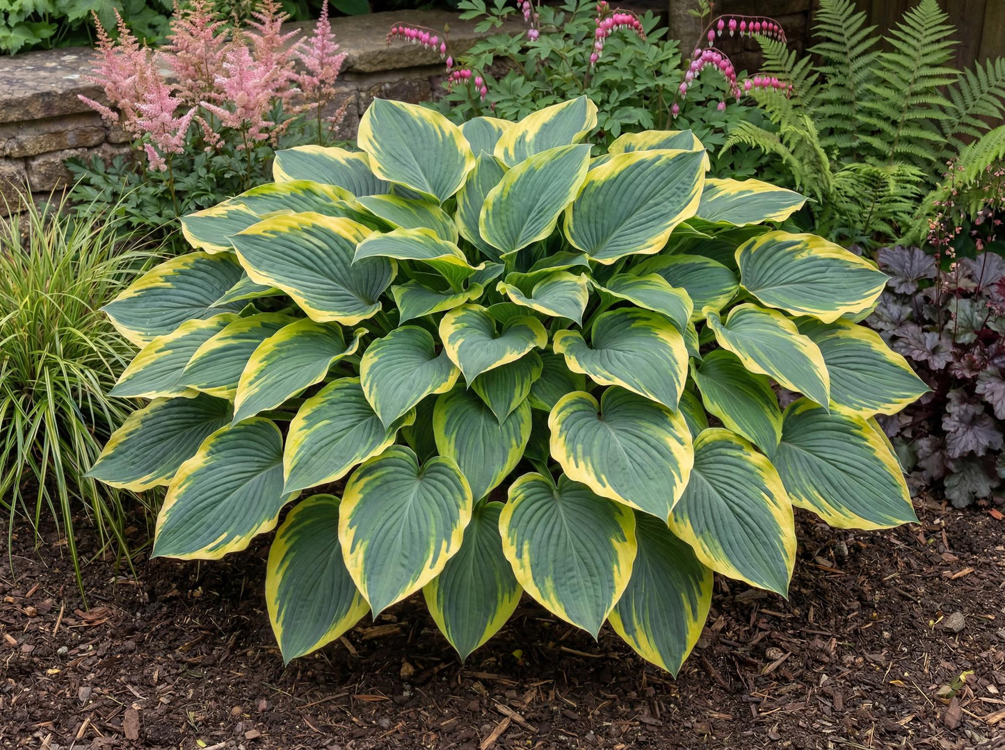 First Frost Hosta