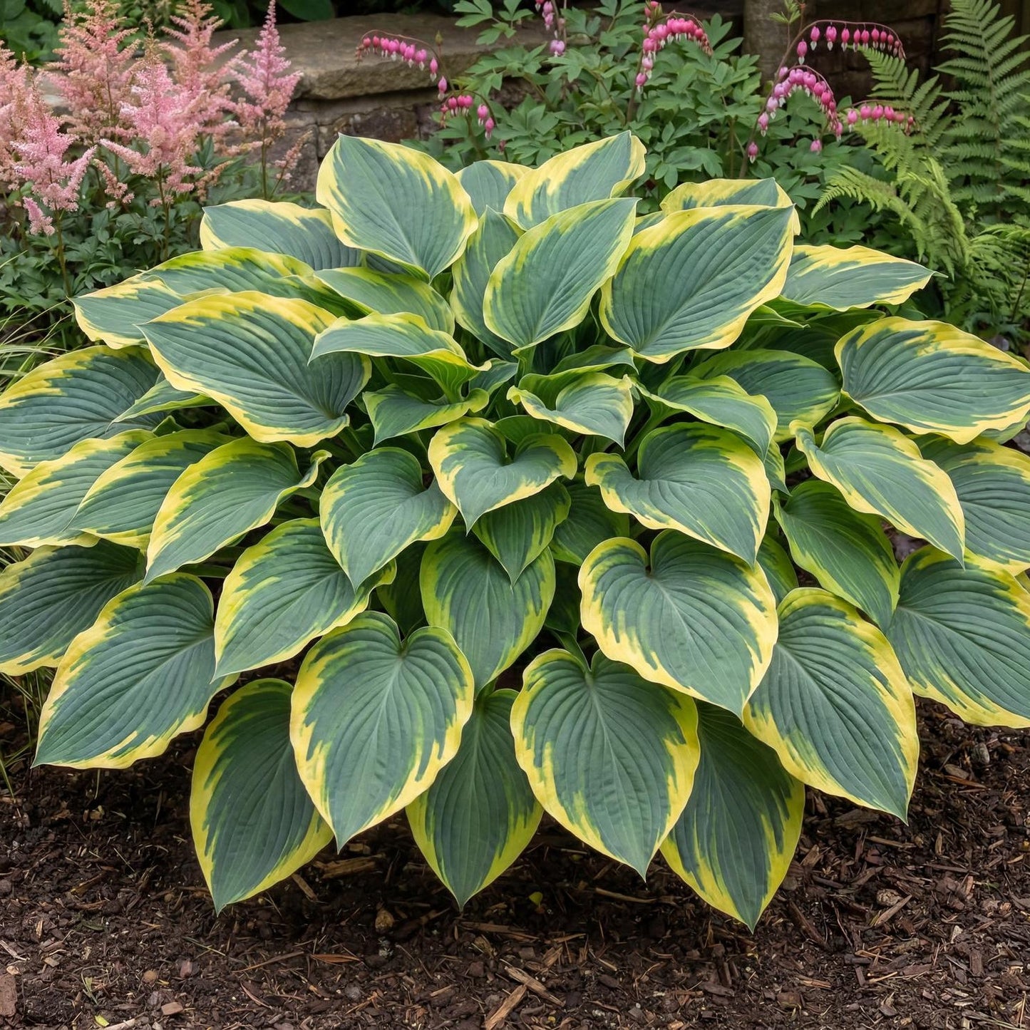 First Frost Hosta