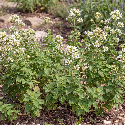 Greek Oregano (Organic 4")