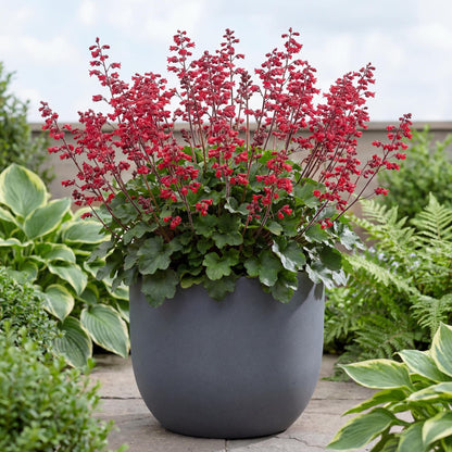 Ruby Bells Heuchera