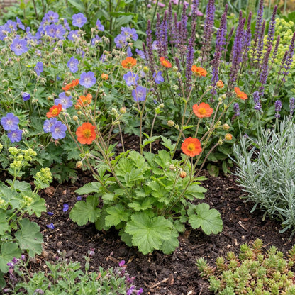 Koi Geum