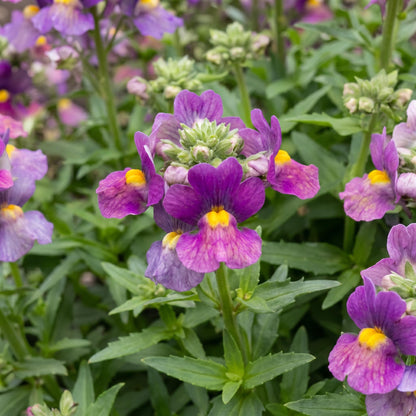 Sugarberry Nemesia