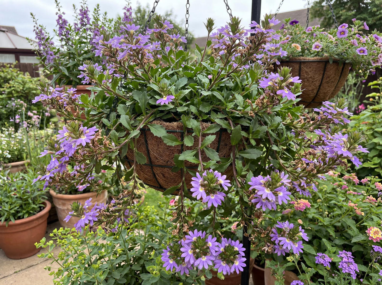 Fairy Blue Fan Flower