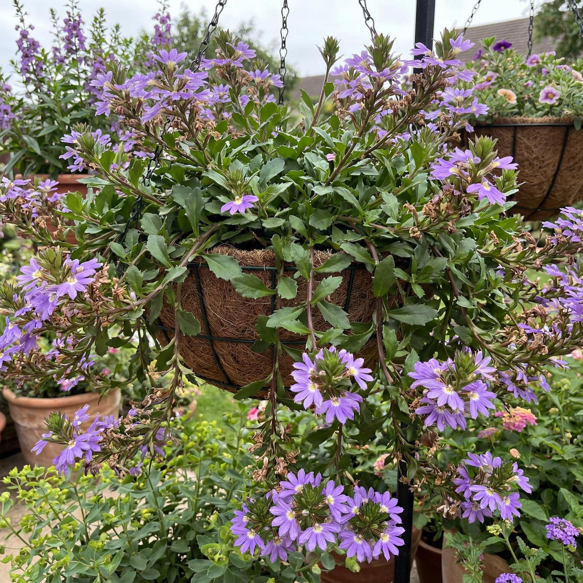 Fairy Blue Fan Flower
