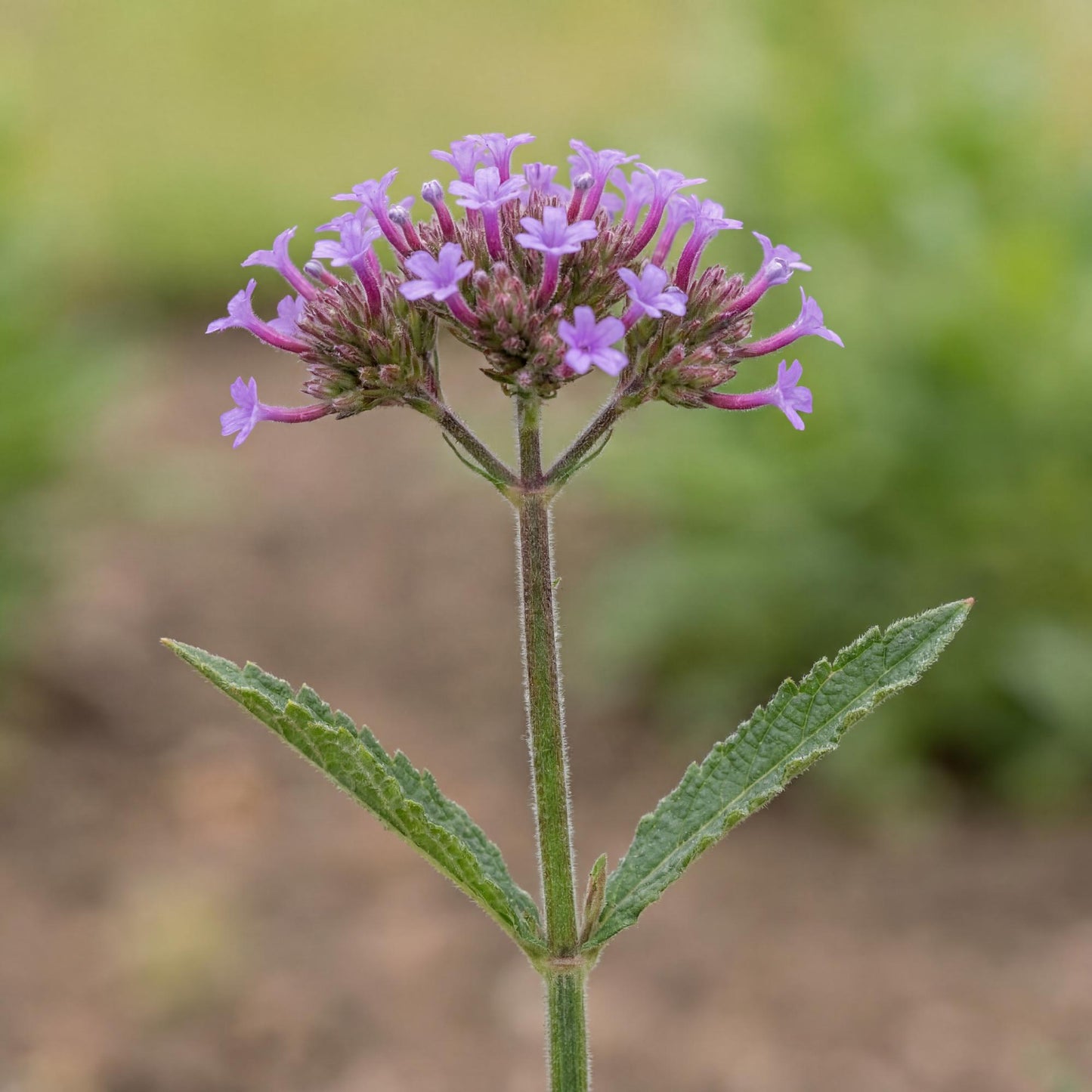 Cloud Verbena