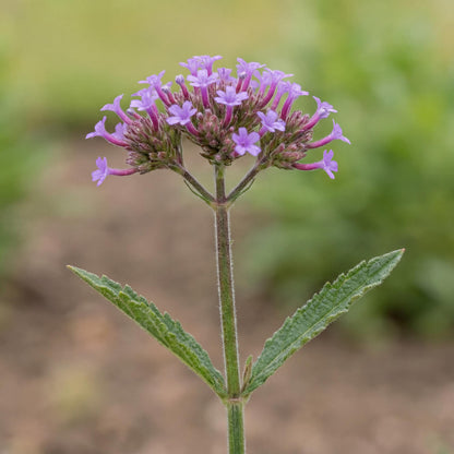 Cloud Verbena