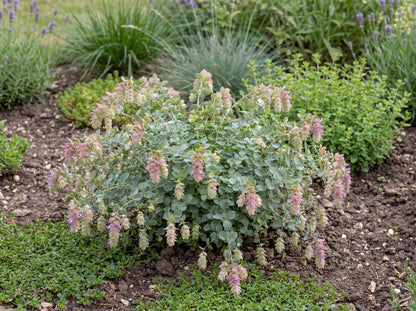 Kent Beauty Ornamental Oregano