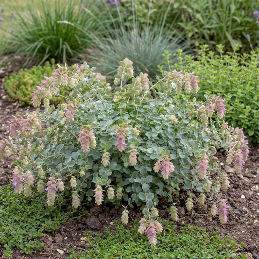 Kent Beauty Ornamental Oregano