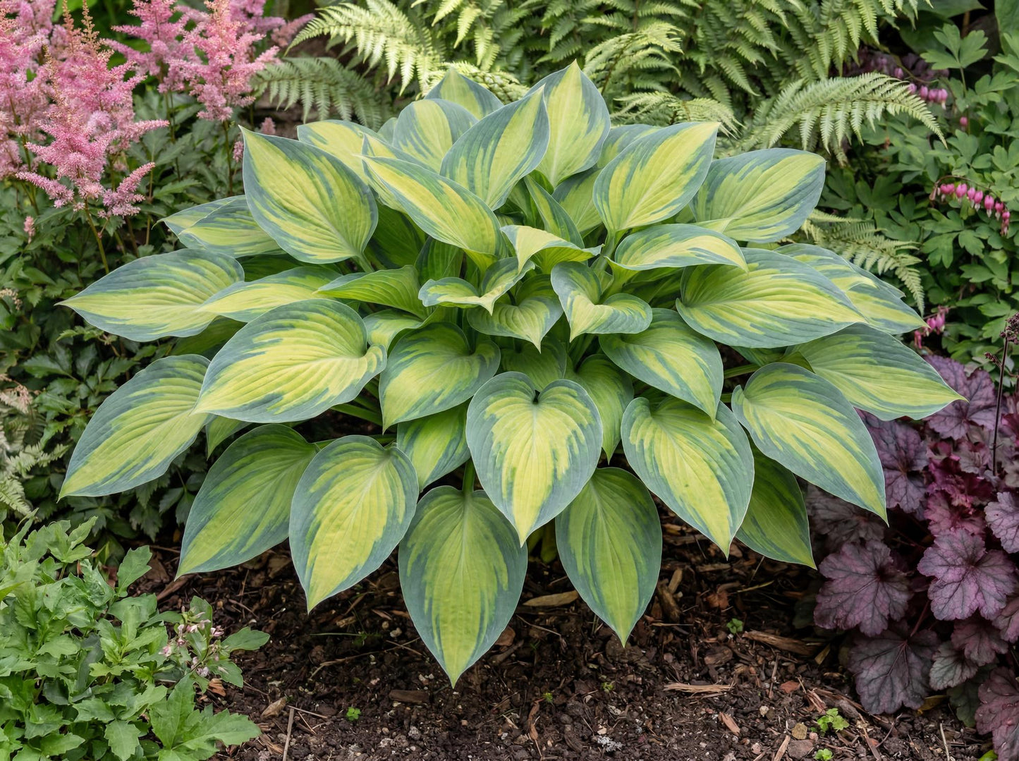 June Hosta