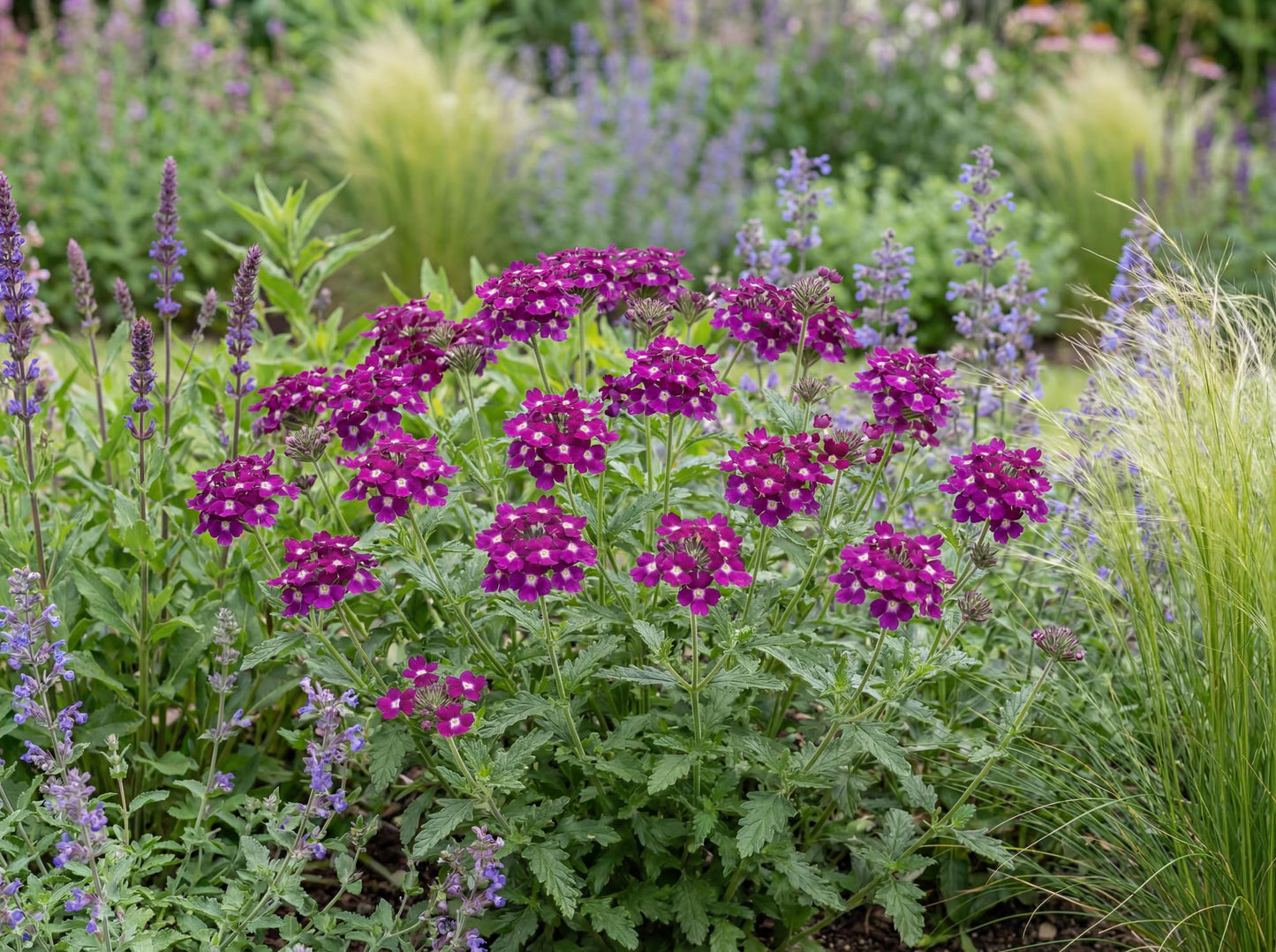 Vanessa Magenta Verbena