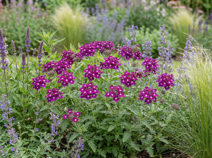 Vanessa Magenta Verbena