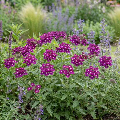 Vanessa Magenta Verbena