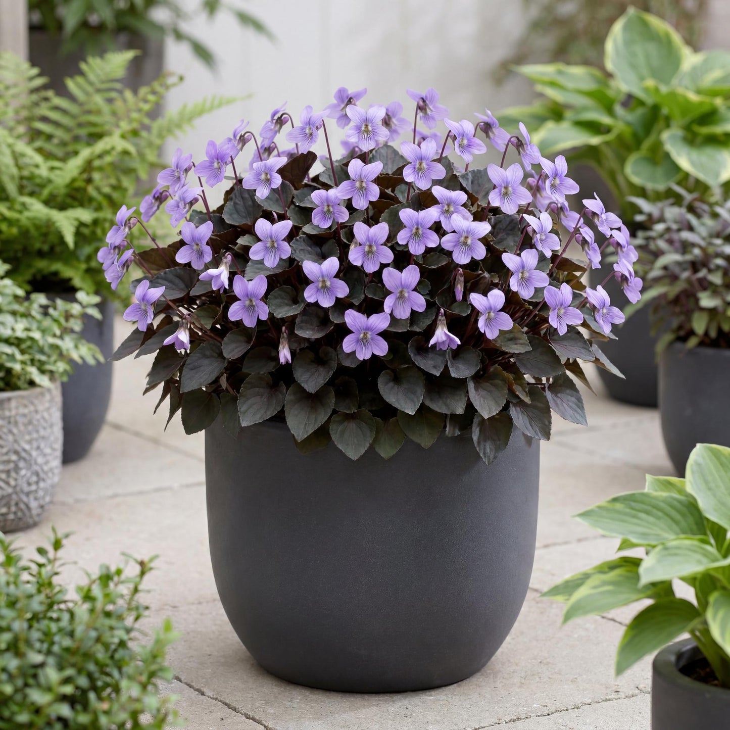 Alpine Purple Floral Violet