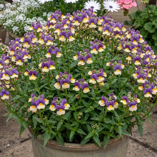 Blueberry Custard Escential Nemesia