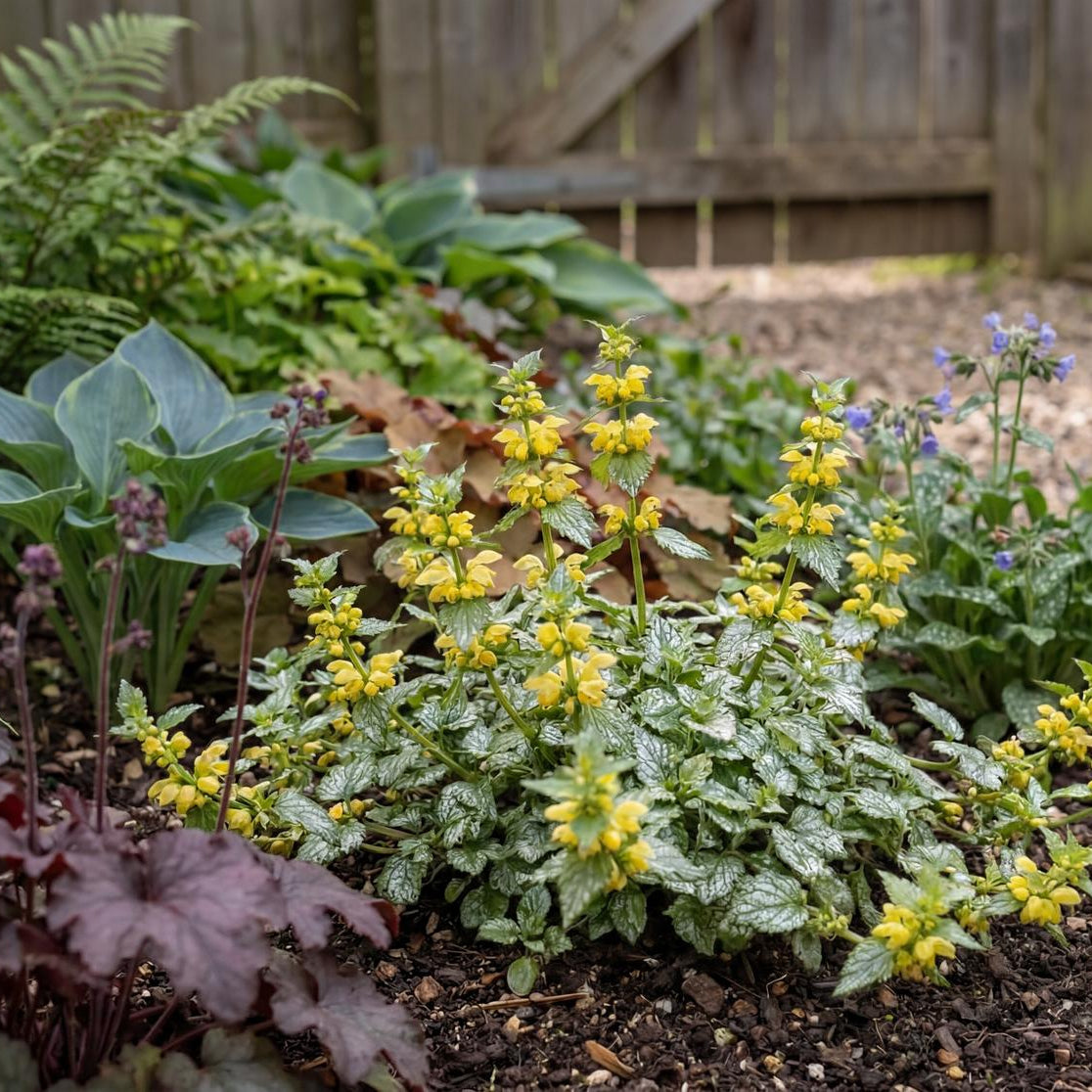 Variegated Yellow Archangel