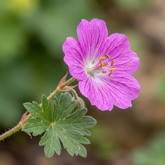 Karmina Pink Floral True Geranium