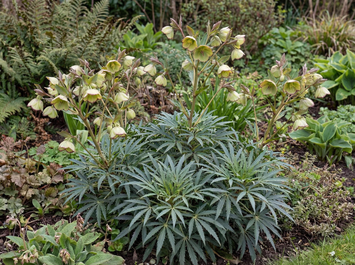 Foetid Hellebore