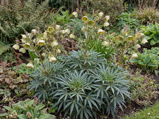 Foetid Hellebore