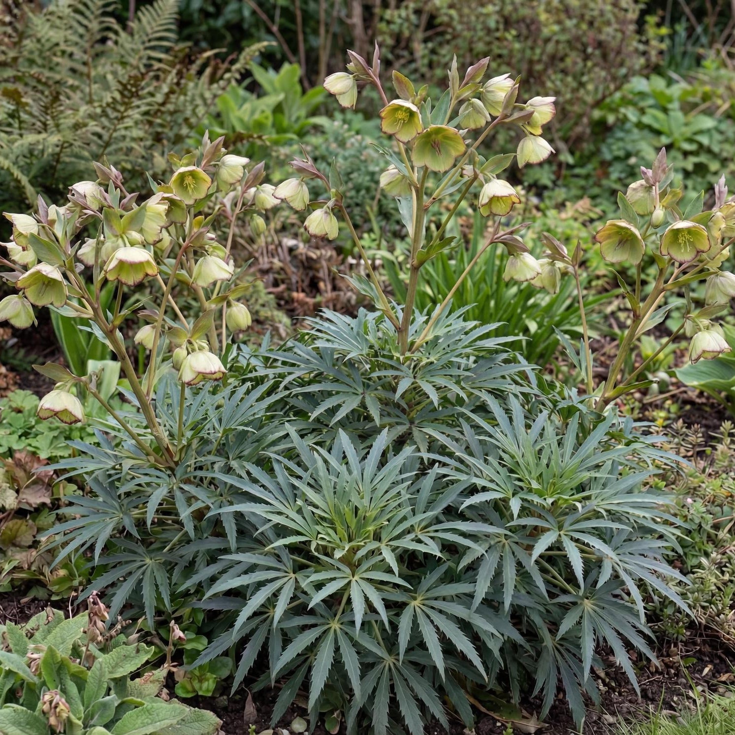 Foetid Hellebore in a 4-inch pot, with deeply cut evergreen leaves and pale green winter flower clusters.