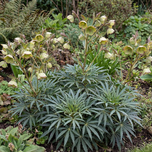 Foetid Hellebore in a 4-inch pot, with deeply cut evergreen leaves and pale green winter flower clusters.