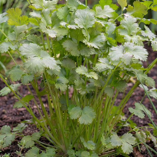 Calypso Cilantro 4"