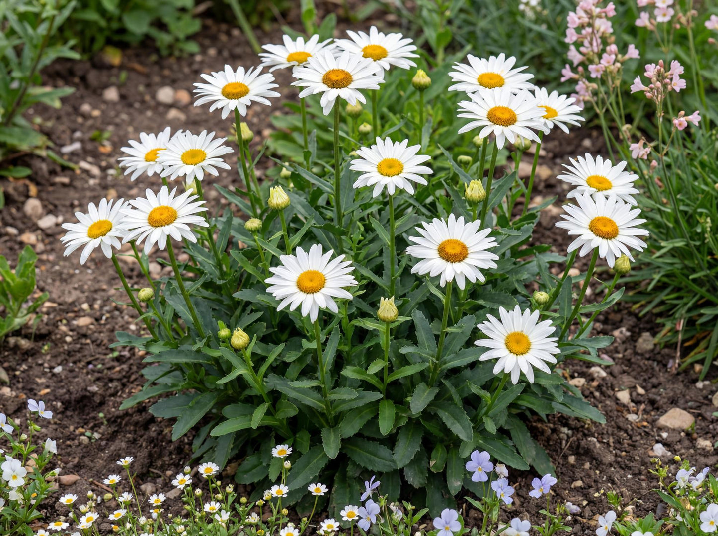 Snow Lady Shasta Daisy