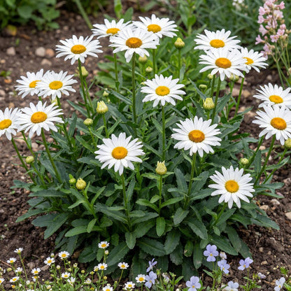 Snow Lady Shasta Daisy