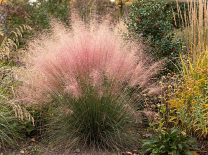 Sericea Muhly Grass