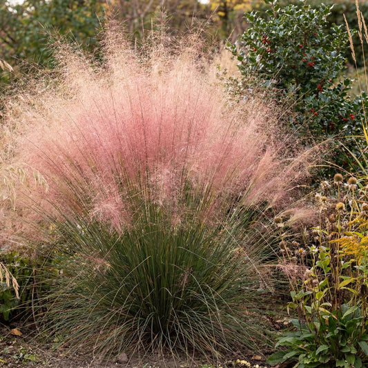 Sericea Muhly Grass