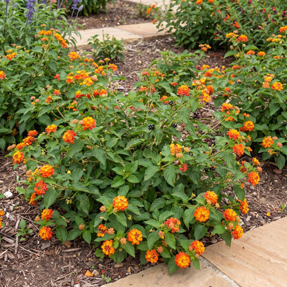 Compact Orange Fire Gem Lantana