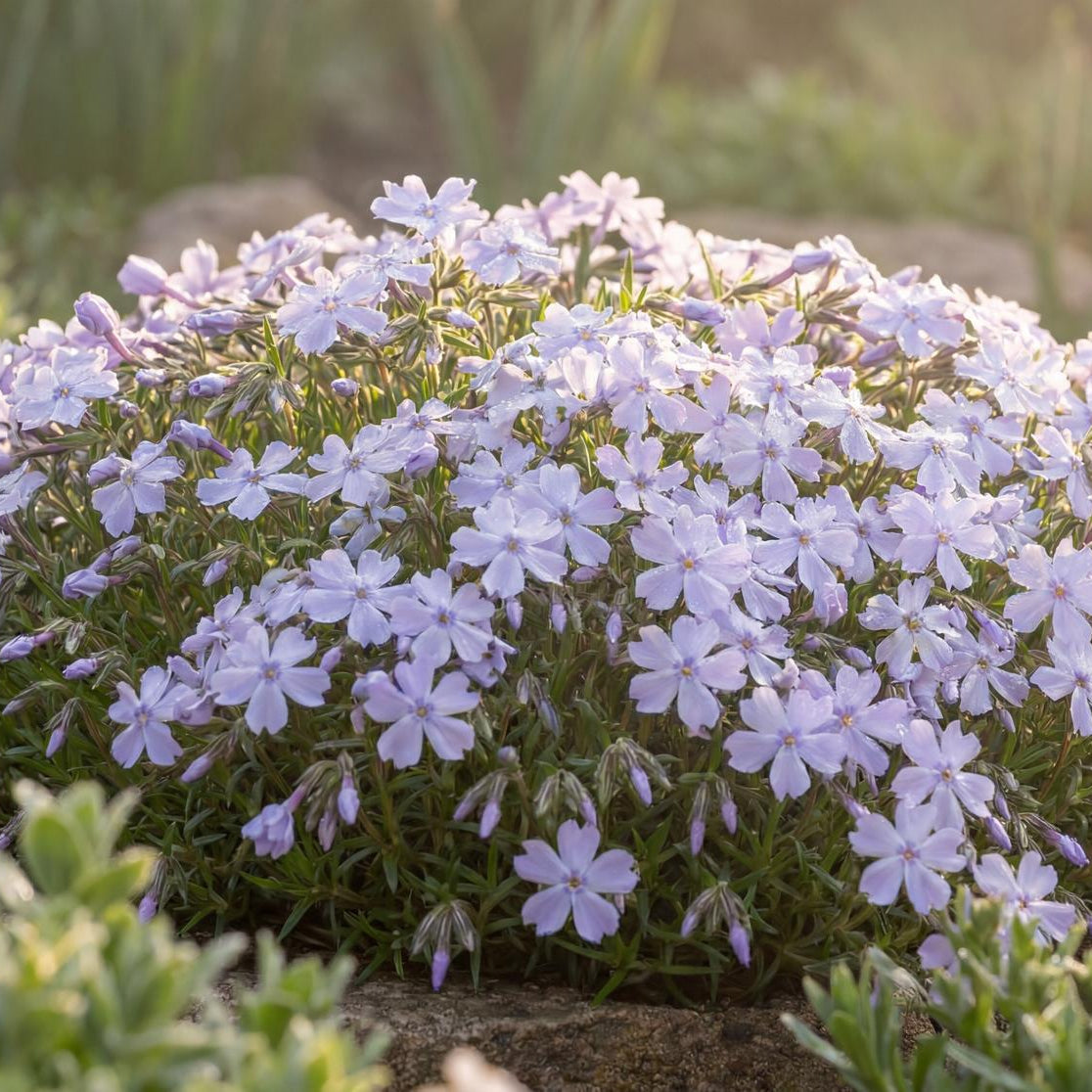 Emerald Cushion Blue Creeping Phlox