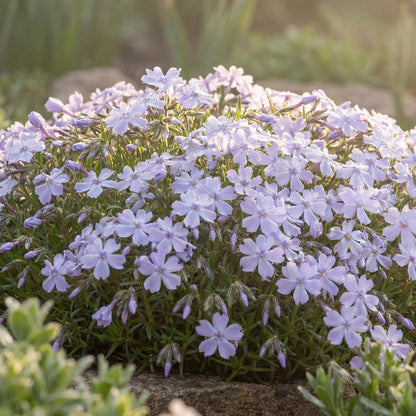 Emerald Cushion Blue Creeping Phlox