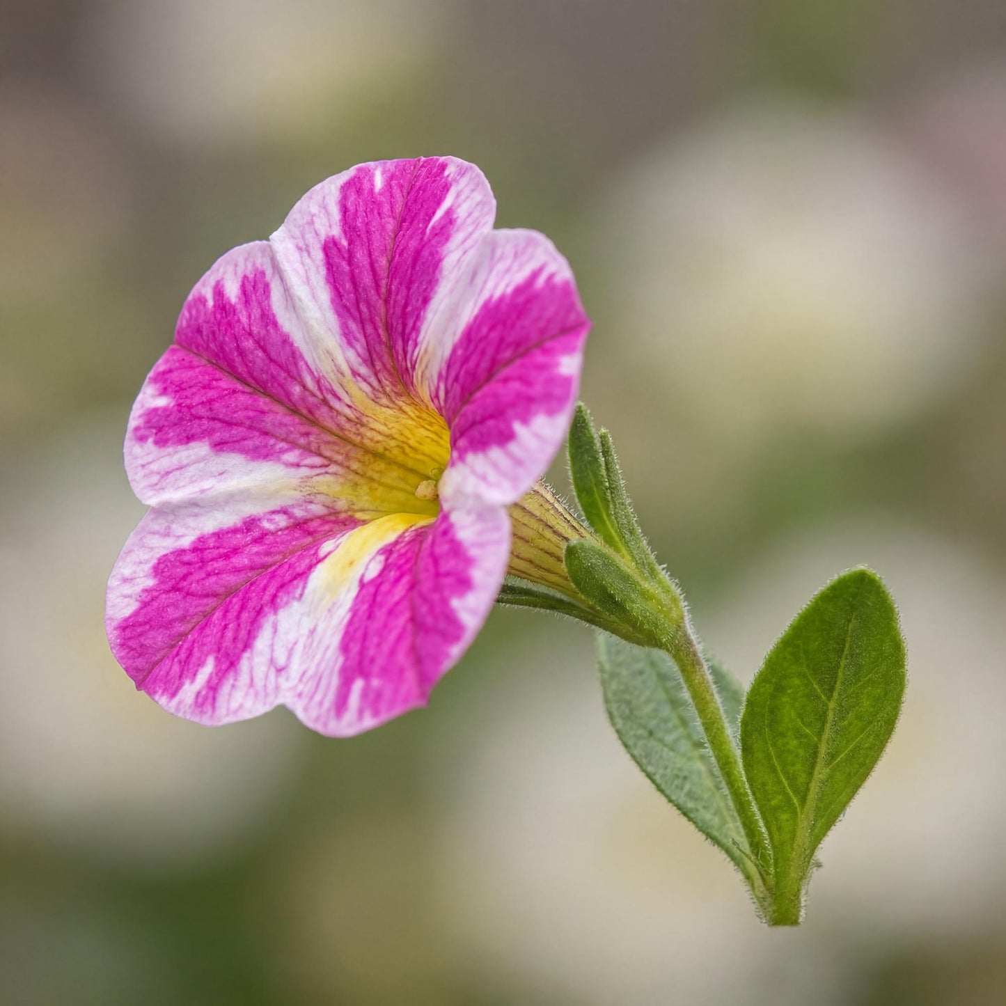 Milky Pink Calibrachoa Candy Shop