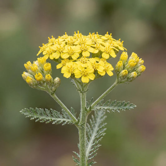 Little Moonshine Yarrow